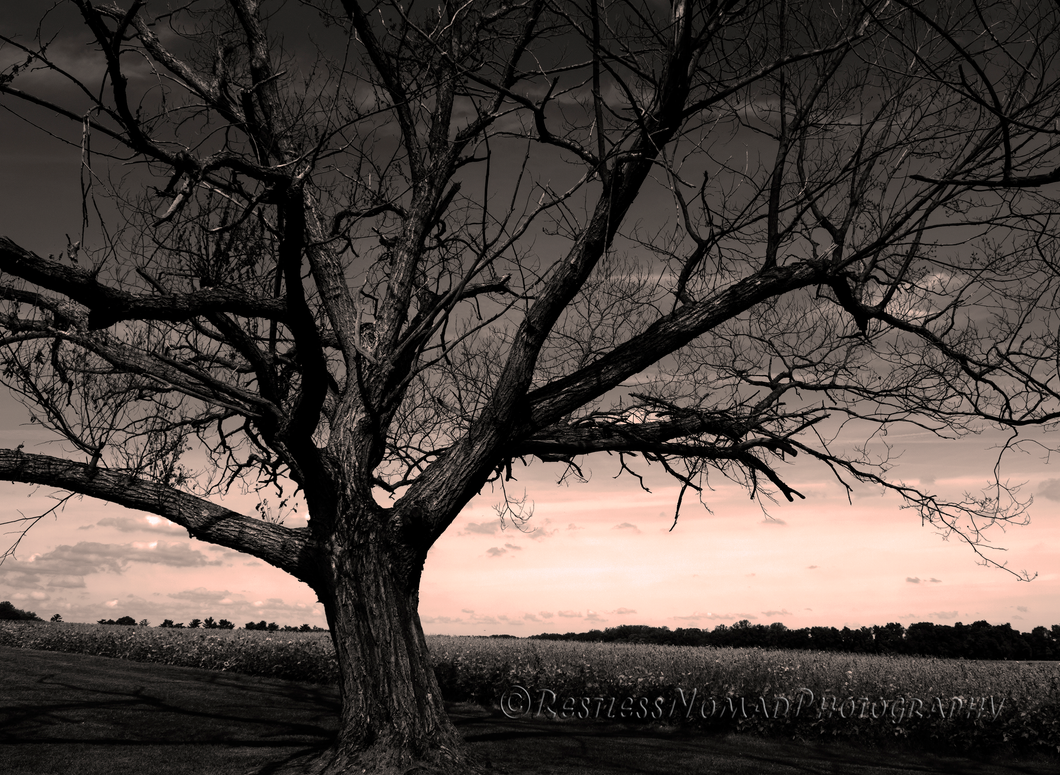 RestlessNomadPhotography - An Oak Greets Sunrise