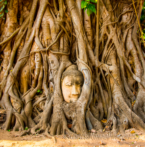 RestlessNomadPhotography - Buddha in the Banyon - Wat Mahathat Thailand
