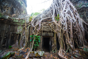 RestlessNomadPhotography - Fig Tree of Ta Phrom Temple - Cambodia